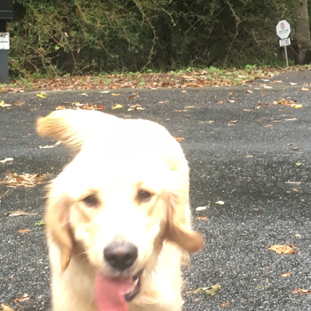 Meet your Posher, Jessie